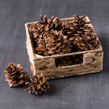 Large 1 Lb Bag Perfect for Crafting Bowl Fillers Little Valley Omrika Pine Cones Table Scatters Etc. 